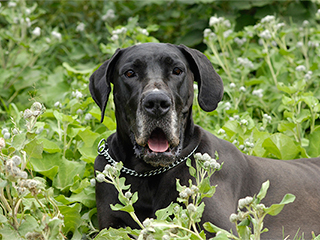 Пес десять дней охранял тело хозяина в лесу Пес десять дней охранял тело хозяина в лесу