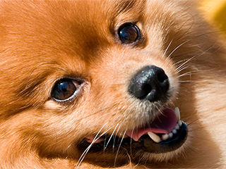 Американец накормил подругу мясом ее собаки Американец накормил подругу мясом ее собаки