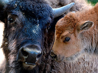 В США собираются истребить сотни бизонов В США собираются истребить сотни бизонов