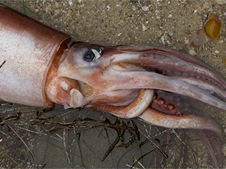 Пойман кальмар с тремя сердцами Пойман кальмар с тремя сердцами