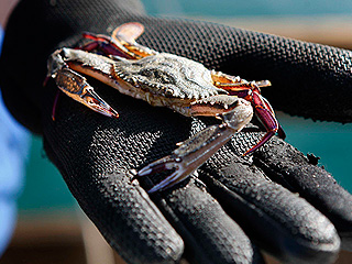 В России задержаны браконьеры из Литвы В России задержаны браконьеры из Литвы