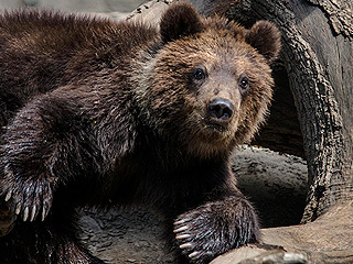 Медведь растерзал мужчину у аэропорта Медведь растерзал мужчину у аэропорта