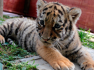 "Протеже" Путина стал телеведущим "Протеже" Путина стал телеведущим