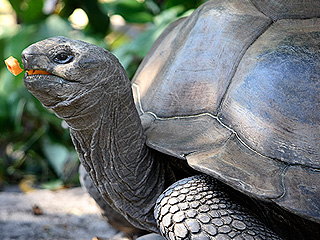 Огромная черепаха стала причиной пробки Огромная черепаха стала причиной пробки