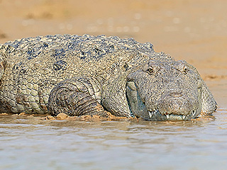 На курорте поймали крокодила-людоеда На курорте поймали крокодила-людоеда