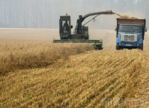 Стародубский район вышел в лидеры по валовому сбору зерна