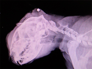 Коту с пулей в голове удалось выжить Коту с пулей в голове удалось выжить