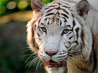 В зоопарке белый тигр убил школьника В зоопарке белый тигр убил школьника
