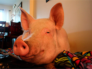 Огромная свинья стала звездой интернета Огромная свинья стала звездой интернета