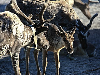 Чукотка меняет мясо из США на оленину Чукотка меняет мясо из США на оленину