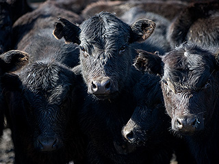 Теленок выпрыгнул из грузовика на ходу Теленок выпрыгнул из грузовика на ходу