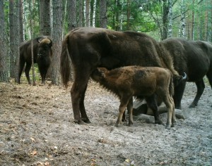 В «Брянском лесу» родился зубренок – первый в этом году