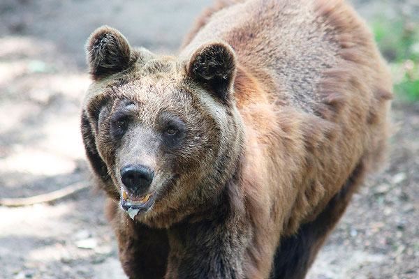 Раненый медведь растерзал охотника и умер Раненый медведь растерзал охотника и умер
