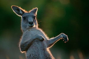 Кенгуру подрались на улице (видео) Кенгуру подрались на улице (видео)