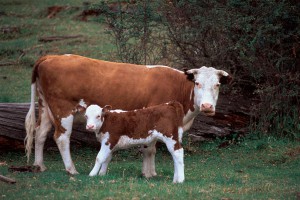 Сбежавшую корову нашли на острове Сбежавшую корову нашли на острове