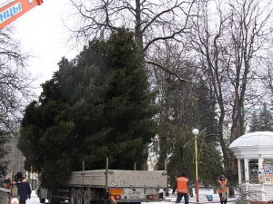 Чиновники Брянска не могут найти новогоднюю елку