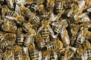 Рой разъяренных пчел убил газонокосильщика Рой разъяренных пчел убил газонокосильщика