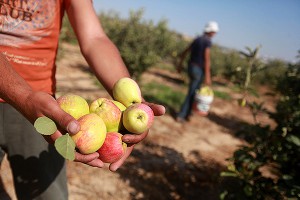 Французских фермеров парализовали санкции Французских фермеров парализовали санкции