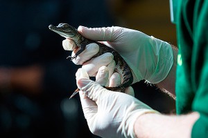 В России разрешили импорт мяса крокодила В России разрешили импорт мяса крокодила