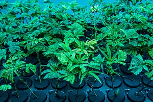 В США школьник продавал марихуану бабушки В США школьник продавал марихуану бабушки