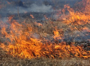 В Брянской области введен особый противопожарный режим