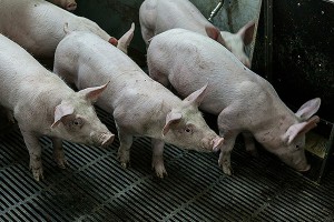 Свиноводы Австрии обречены и в отчаянии Свиноводы Австрии обречены и в отчаянии