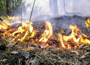 В Брянской области обнаружено 14 очагов возгораний