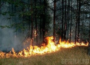 За неделю в Брянской области произошло девять лесных пожаров