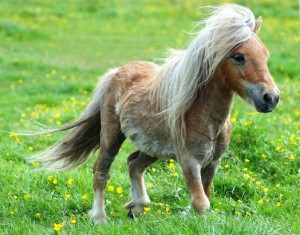 В сгоревшем лесу под Брянском заблудились два пони Фото: vk.com