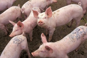 В Дании свиней кормят деликатесами В Дании свиней кормят деликатесами