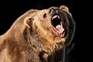 Медведь загрыз и закопал рабочего Медведь загрыз и закопал рабочего