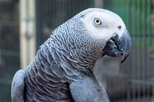 Попугай из США заговорил по-испански Попугай из США заговорил по-испански