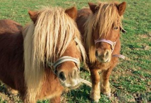 Заблудившиеся под Брянском пони вернулись к хозяину