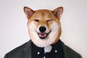 Пес стал супермоделью мужской одежды Пес стал супермоделью мужской одежды