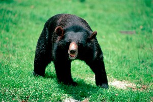 Полицейские спасли гималайского медвежонка Полицейские спасли гималайского медвежонка