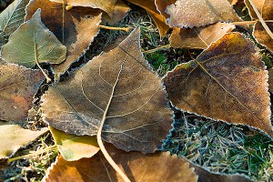 По Москве ударили десятиградусные морозы По Москве ударили десятиградусные морозы