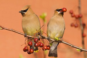 Свиристели погибли на пьяной вечеринке Свиристели погибли на пьяной вечеринке