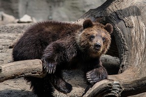 Селянин отбился от медведя компьютером Селянин отбился от медведя компьютером