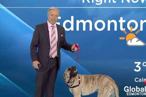 Собаке искали дом в прямом эфире Собаке искали дом в прямом эфире