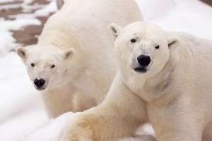 Белые медведи отменили Хеллоуин в Канаде Белые медведи отменили Хеллоуин в Канаде