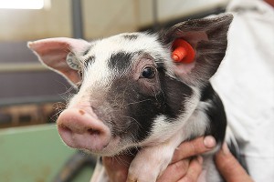 Дания потеряла $680 млн от эмбарго России Дания потеряла $680 млн от эмбарго России