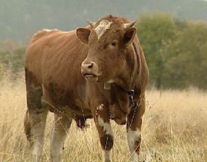 В Комаричском районе разъяренный бык убил пастуха