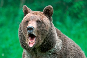 В США заблудившийся медведь пришел в аптеку В США заблудившийся медведь пришел в аптеку