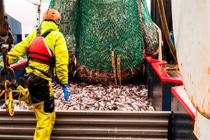 Сахалинская рыба заменит импорт из ЕС Сахалинская рыба заменит импорт из ЕС