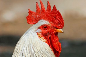 Румынской принцессе дали срок за петухов Румынской принцессе дали срок за петухов