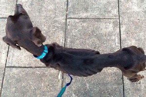 Из желудка пса-анорексика вытащили камни Из желудка пса-анорексика вытащили камни