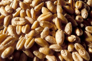 Россия потеснила США на мировом рынке зерна Россия потеснила США на мировом рынке зерна