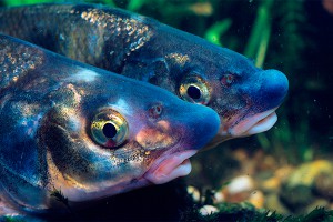 Депрессию будут лечить жирной рыбой Депрессию будут лечить жирной рыбой