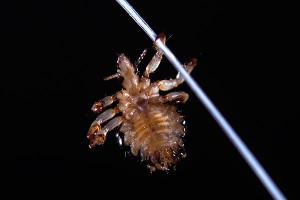 Селфи способствует распространению вшей Селфи способствует распространению вшей