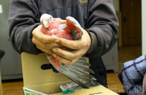 В Брянске задержаны краснохвостые попугаи-нелегалы